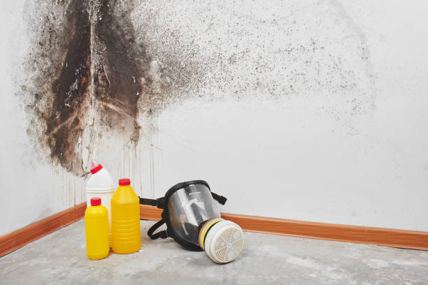 Best Mold Cleaning Services  in Panama, OK