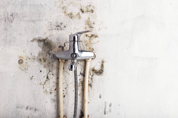 Best Local Mold Removal Service  in Panama, OK