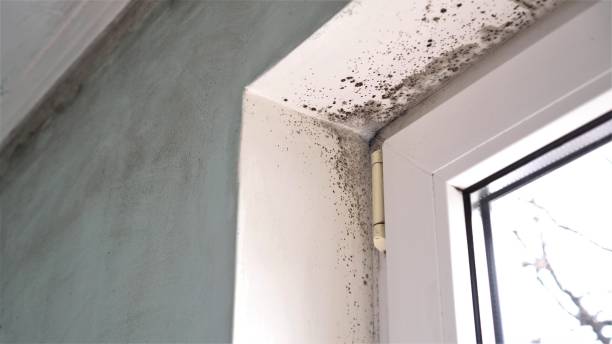 Best Home Mold Removal  in Panama, OK