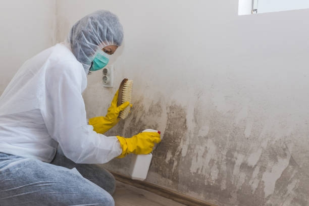 Best Attic Mold Removal  in Panama, OK