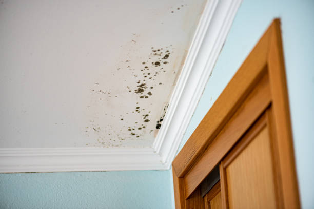 Attic Mold Removal in Panama, OK