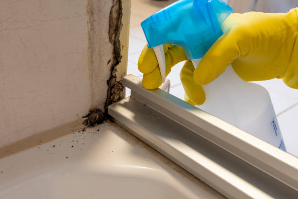 Best Black Mold Removal  in Panama, OK