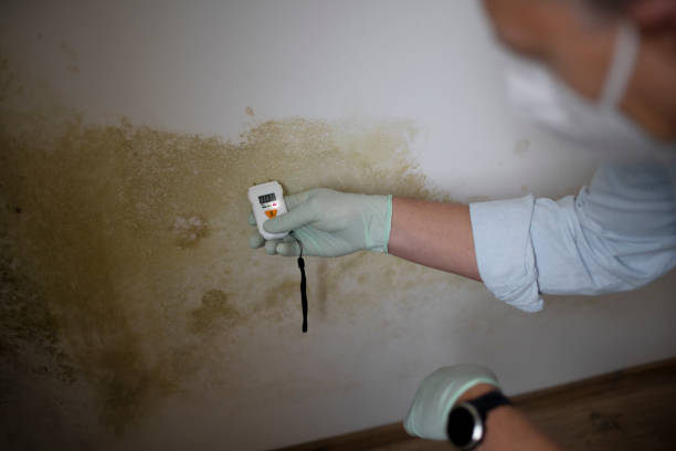 Best Office Mold Removal Services  in Panama, OK