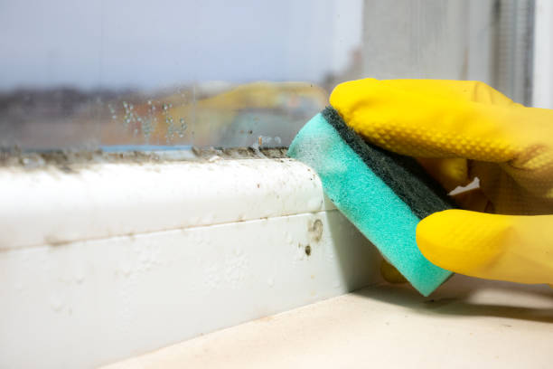 Best Toxic Mold Removal  in Panama, OK
