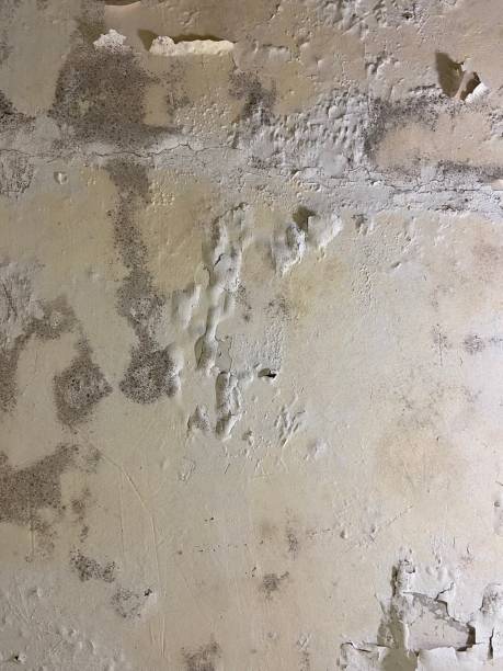 Best Affordable Mold Removal  in Panama, OK