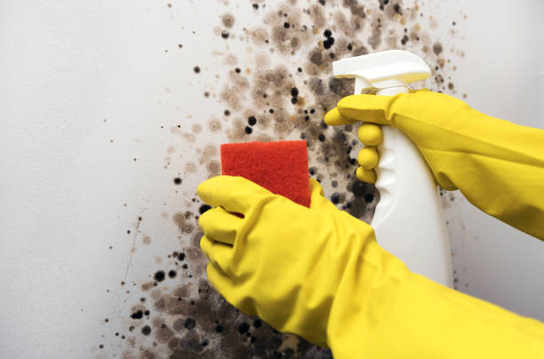 Best Mold Remediation  in Panama, OK