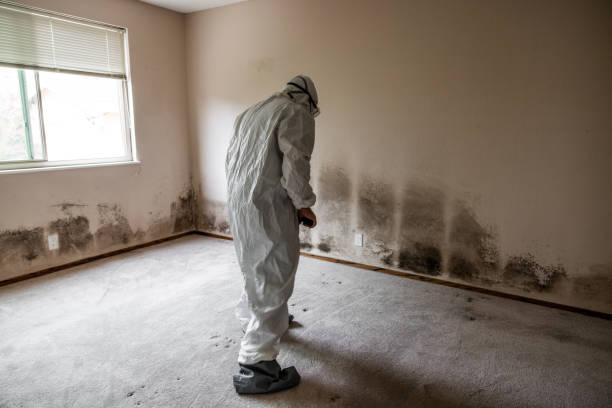 Best Mold Removal Company Near Me  in Panama, OK