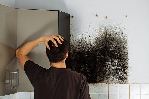 Best Toxic Mold Removal  in Panama, OK