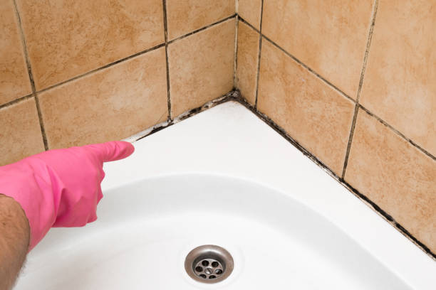 Best Mold Remediation  in Panama, OK
